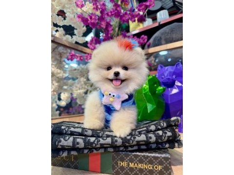 Pomeranian boo yavru
