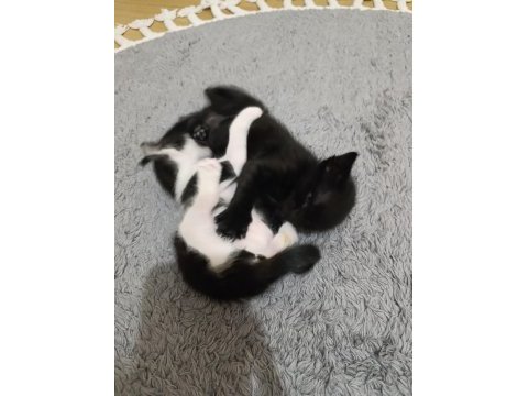 3 yavru kediye yuva arıyoruz