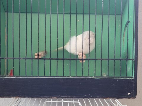 Kanarya meraklısına