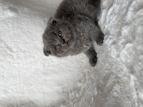 Mükemmel huylu scottish fold