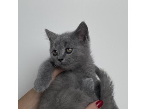 Yavru british shorthair