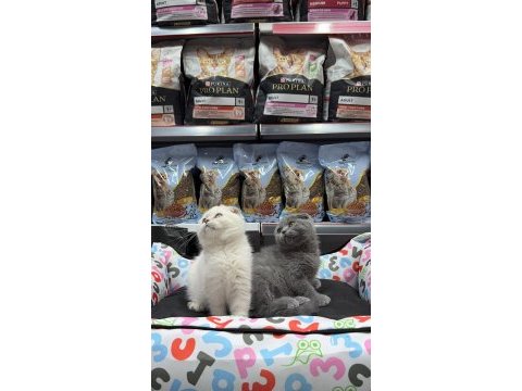 Scottish fold kardeşler