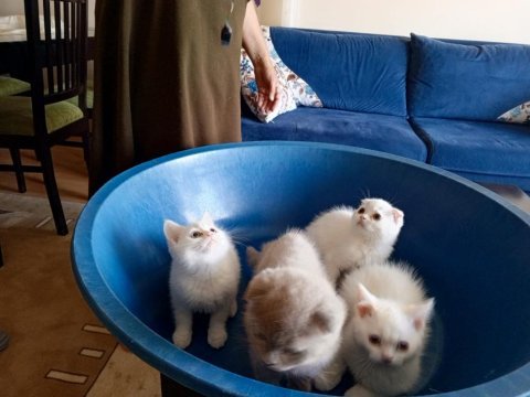 Koca kafa bir yıl be scottish fold kediler