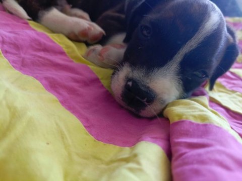 Elizabeth beagle erkek son 1 adet