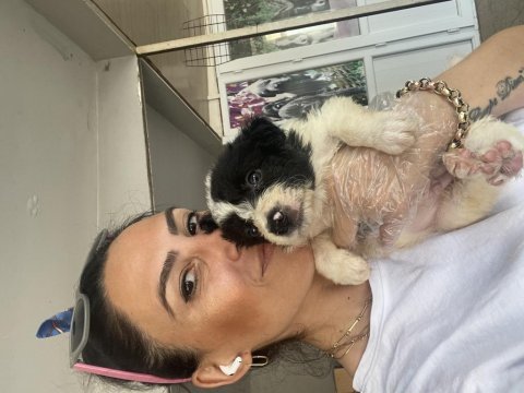 Border collie yavrularım sağlık ve ırk garantilidir