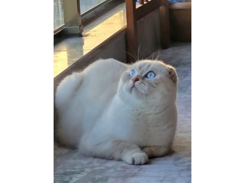 Scottish fold erkek