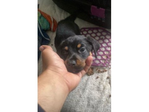 Doberman yavrular ırk sağlık garantili