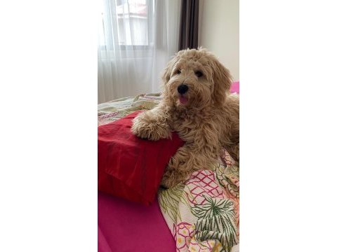 1 yaşında maltipoo acil sahiplendirilecek