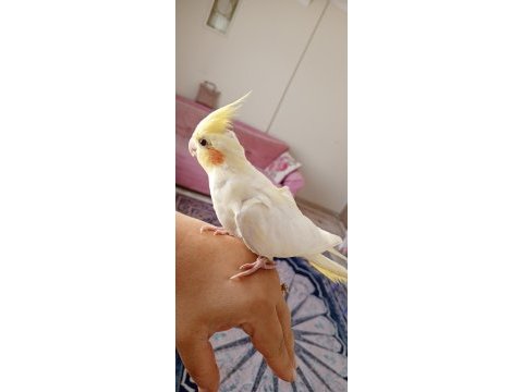 8 aylık evcil lutino sultan papağanı