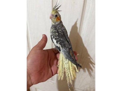 63 günlük full evcil kusursuz sultan papağanı bebek