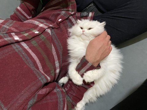 British longhair dişi