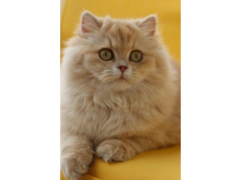 British longhair dişi