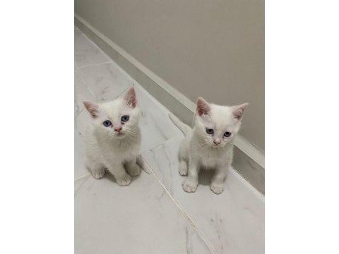 Beyaz tüylü mavi gözlü british shorthair