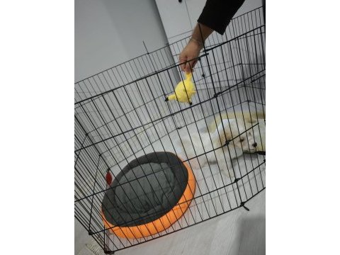 Maltipoo 2 aylık