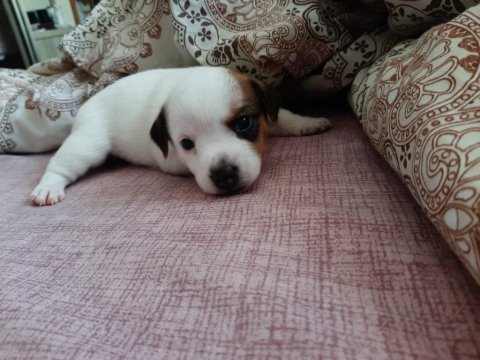Jack russell bebekler