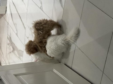 3 aylık erkek maltipoo cinsi