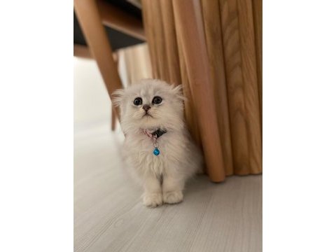 2 aylık scottish longhair kedimiz yuva arıyor