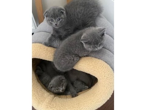 2 aylık hemen teslim safkan yavru kediler