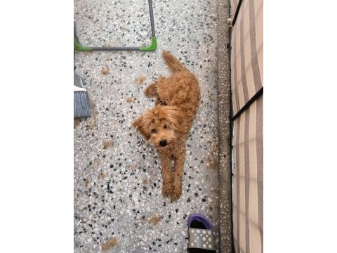Red brown toy poodle
