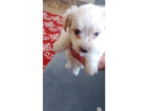 Terrier çok sevimli bir cins