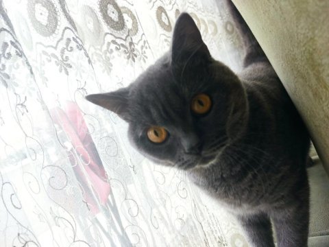 Erkek british shorthair