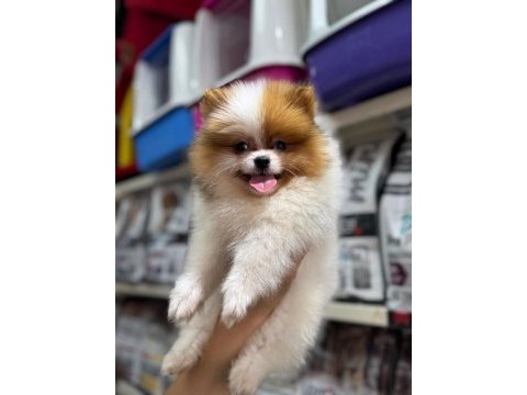 A kalite pomeranian yavrularımız