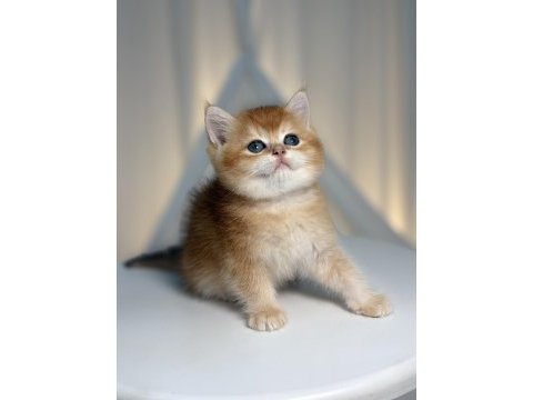 Ny11 golden shaded yakışıklı british shorthair