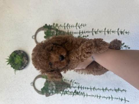2 aylık toy poodle bebekler