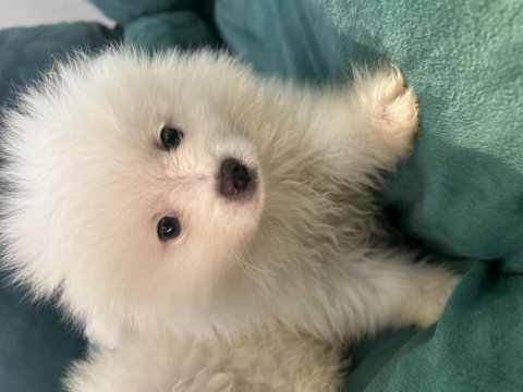 Kar beyaz pomeranian bebekler