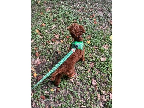 Uygun fiyat toy poodle kızıl