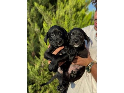 Cane corso bebekler