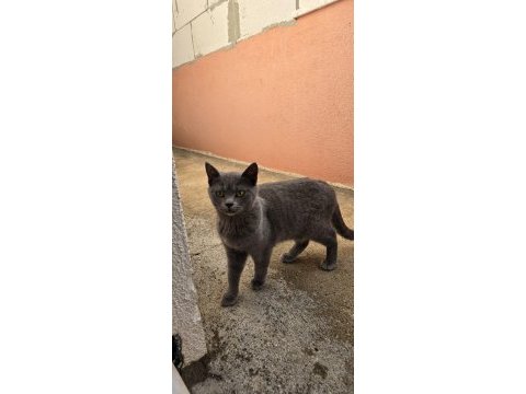 Kedilerimize acil yuva aranıyor
