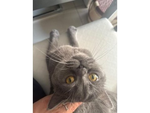 British shorthair kedimiz duman