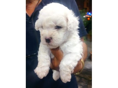 Maltipoo yavru köpekler