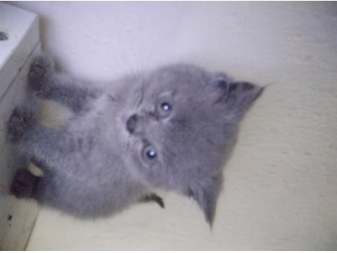 Safkan british shorthair cinsi yavru kedimiz
