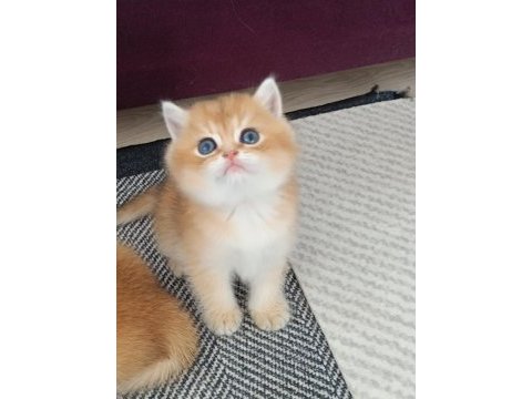 Muhteşem golden british shorthair yavrular