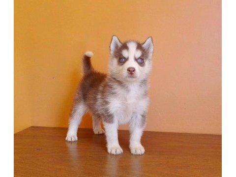 Husky sibirya yavruları