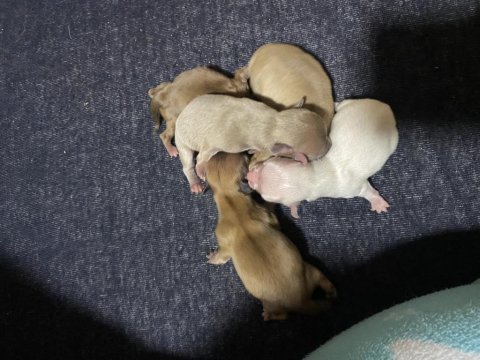 5 yavru şivava 4 erkek 1 dişi