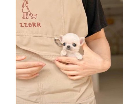 Micro mini cep boy chihuahua
