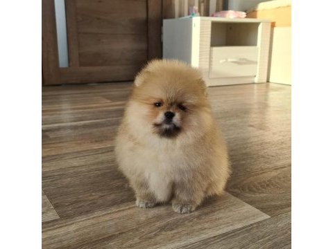 Pomeranian boo yavruları