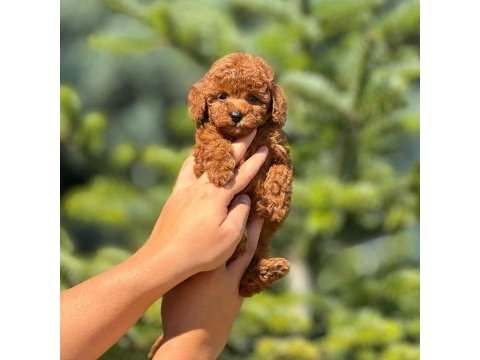 Pofuduk poodle yavrularım