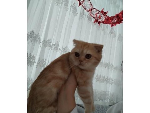 Safkan ev ortamında büyümüş uygun scottish fold