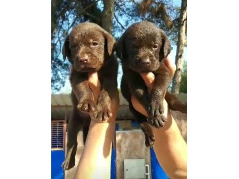 Çikolata nutella labrador tatlışlar