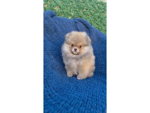 Ayı surat pomeranian boo parti color