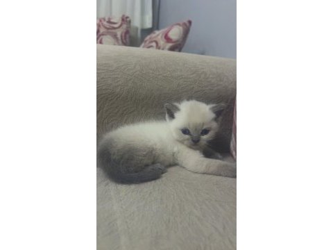 Melek kedilerim ilanda