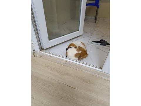 Jack russell köpeğimiz 2,5 aylık