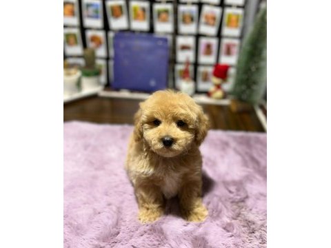 Mini maltipoo yavrularımız