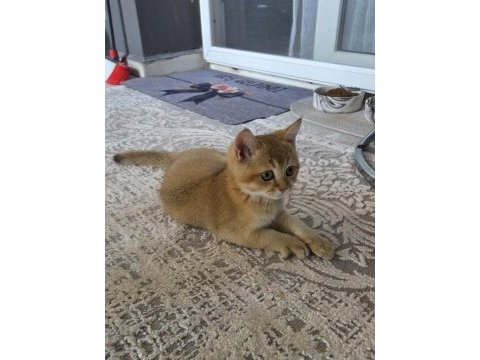 Erkek british shorthair golden ny11