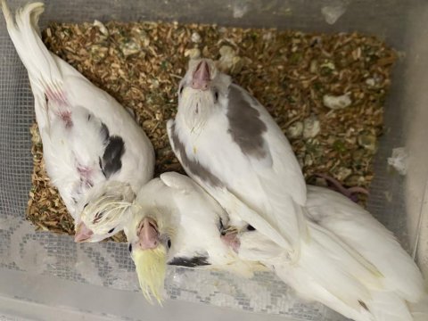 Heavy cf clear albino lutino el besleme yavru sultan