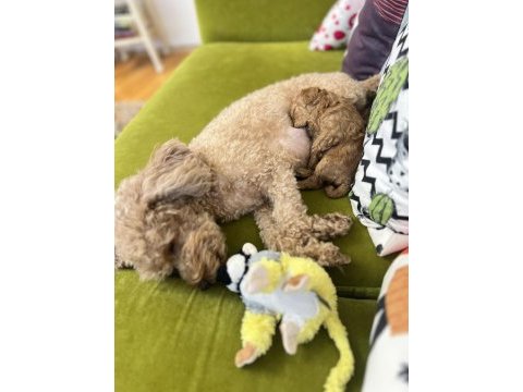 Minyatür poodle dostlar yeni sahiplerini arıyor